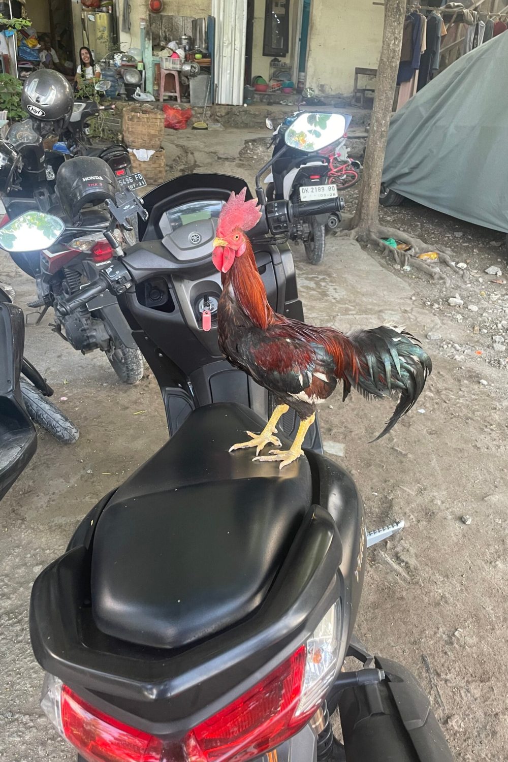 Image_20251105_185337_248